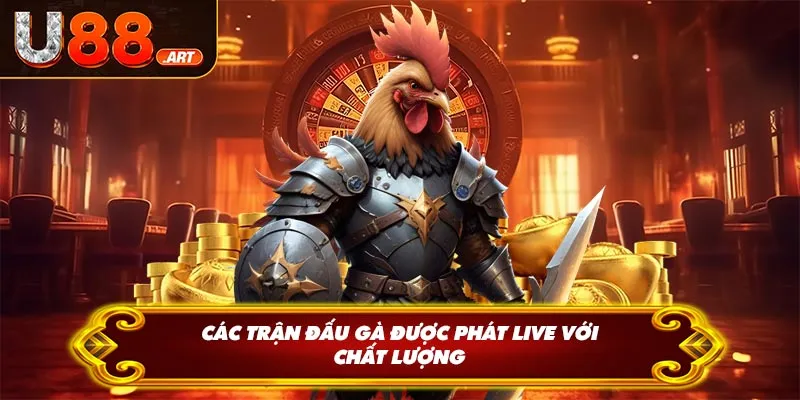 Các trận đấu gà được phát live với chất lượng